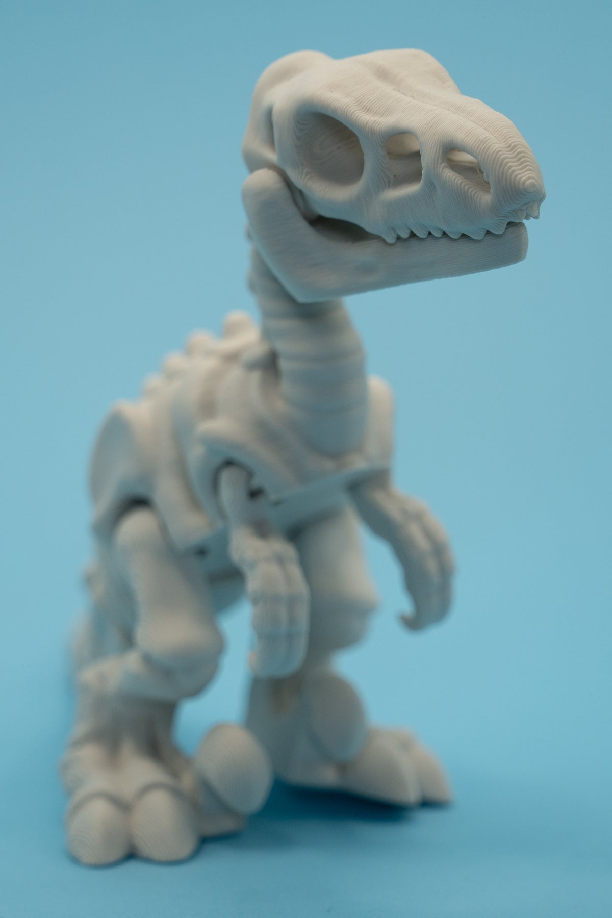 Dinosaur Skeletons-thumbmail-8